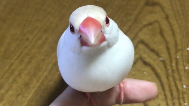 MHsOBda.jpg