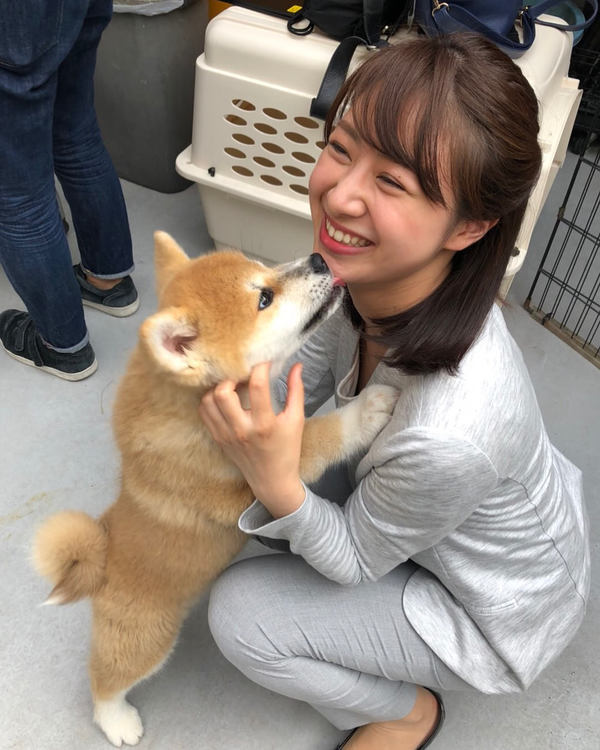 画像 柴犬のまめ蔵 無事出所するも感情を失う マジ卍速報